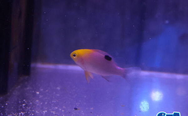 トールボッツダムセル