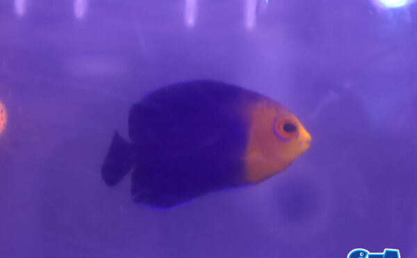 チェルブピグミーエンゼル