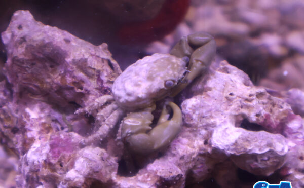 エメラルドグリーンクラブ