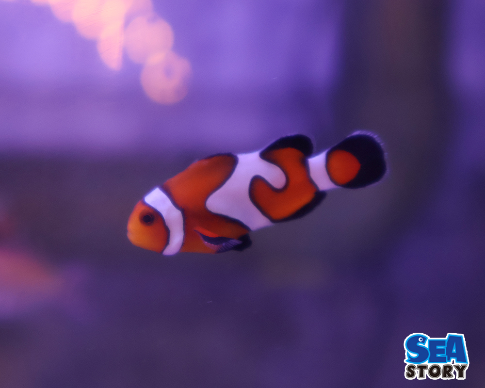 グラディエーターオセラリス