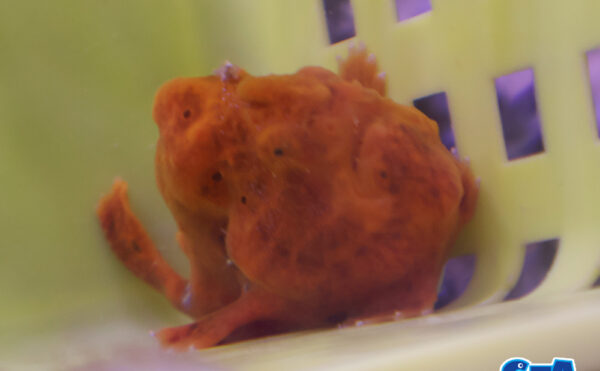 カエルアンコウオレンジ