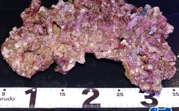 ライブロック30