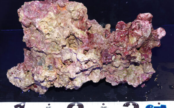 ライブロック31