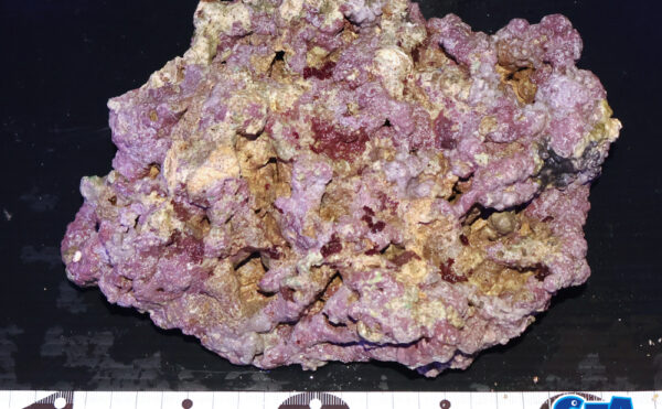 ライブロック32