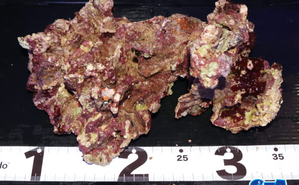 ライブロック34