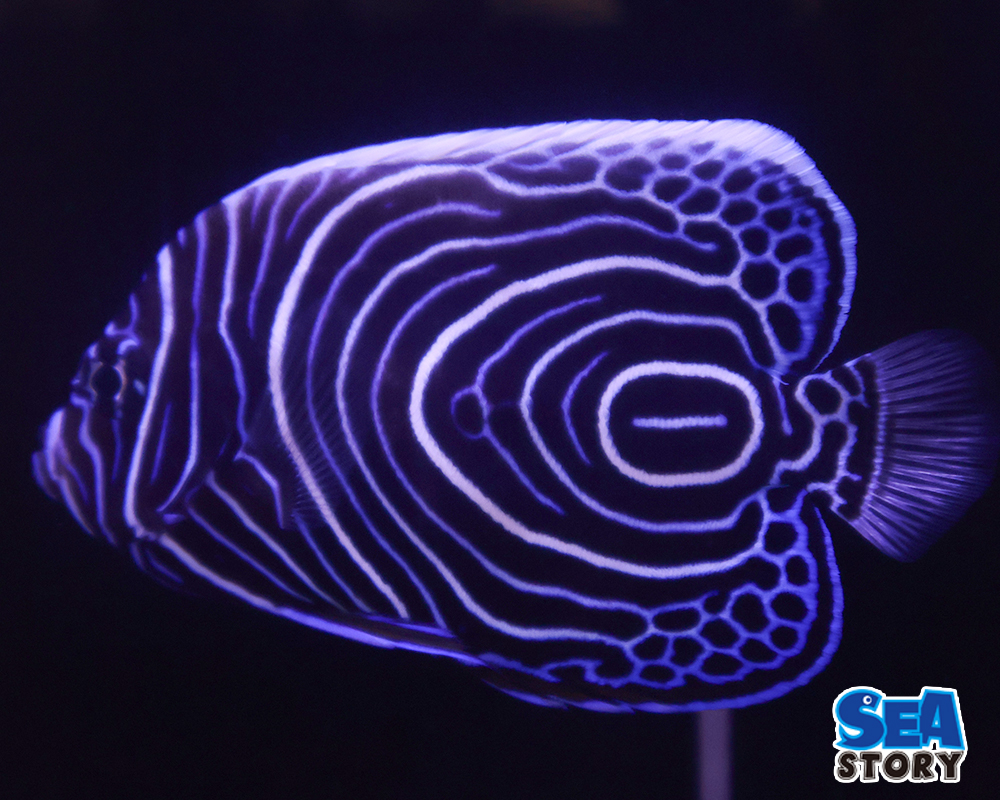 ウズマキヤッコL