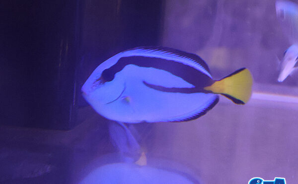 ナンヨウハギ　MS