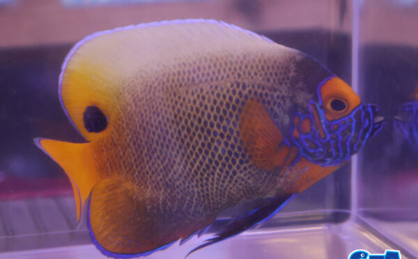 ブルーフェイスM