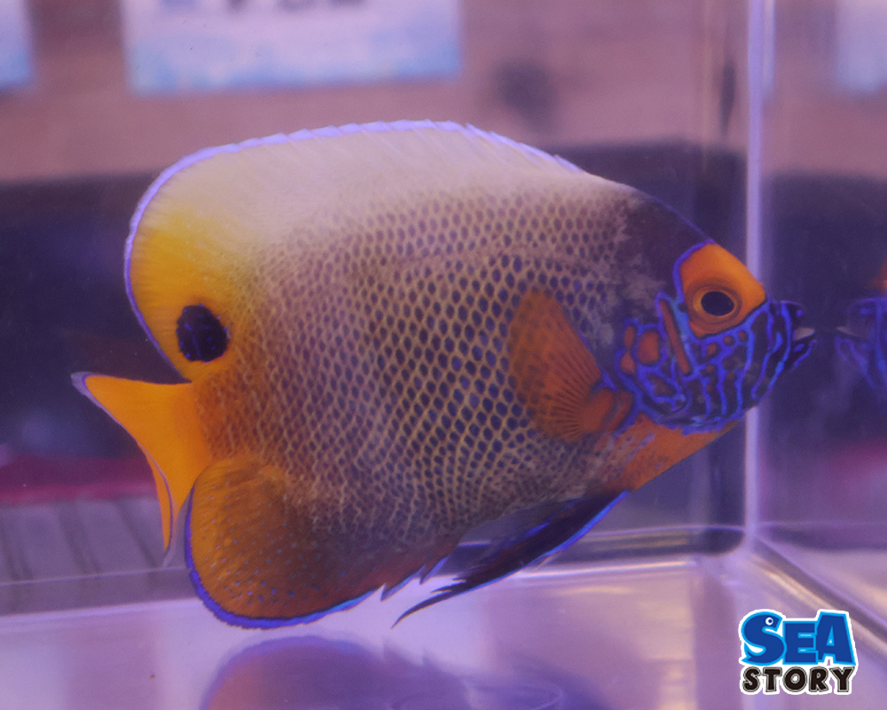 ブルーフェイスM