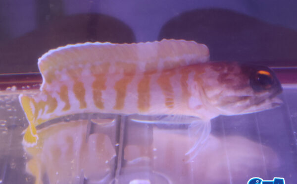 ゴールドスペックジョー