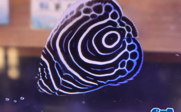 ウズマキヤッコ