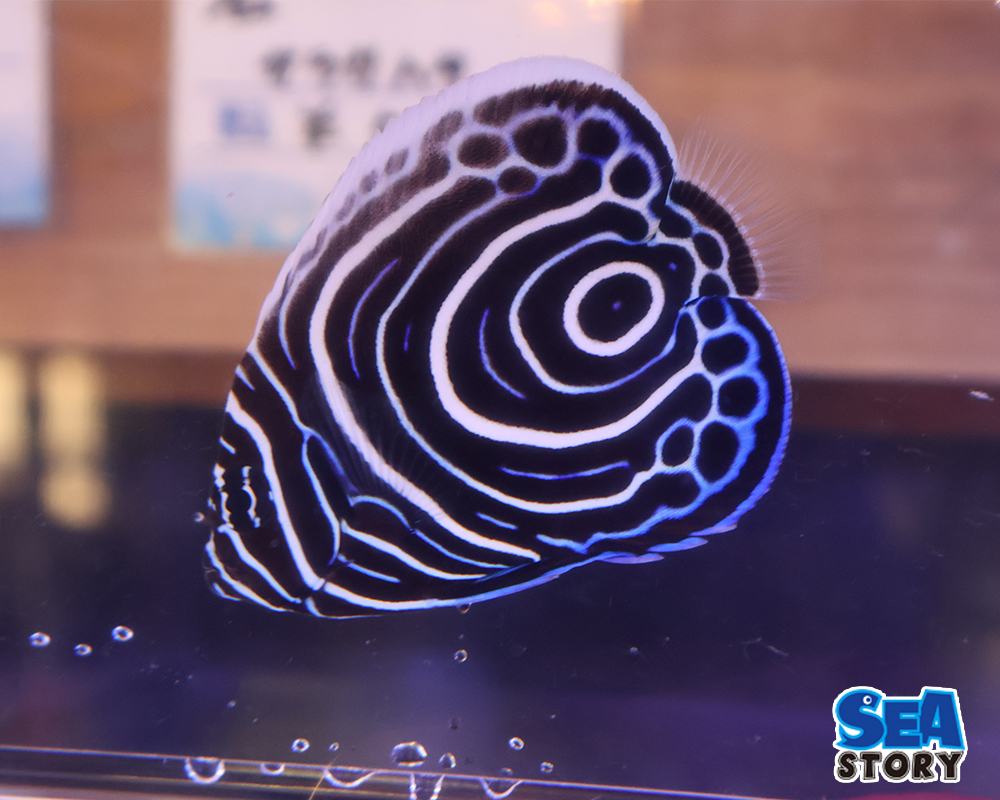 ウズマキヤッコ　