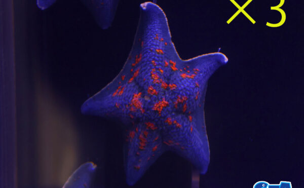 イトマキヒトデ　3匹セット