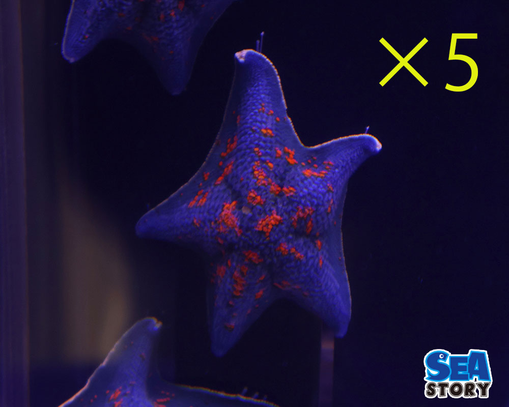 イトマキヒトデ5匹セット