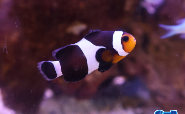 ブラックオセラリス