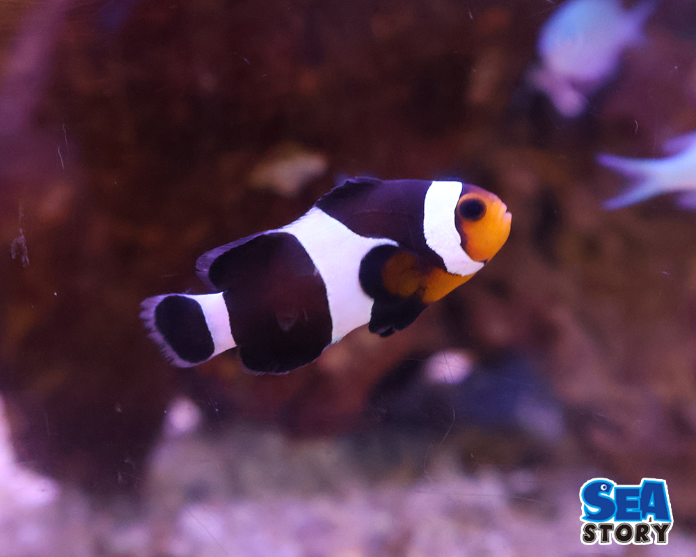 ブラックオセラリス