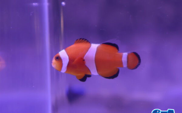 カクレクマノミ　ブリード