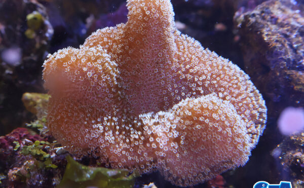 ヒラウネタケポリプ　メタグリーンMS