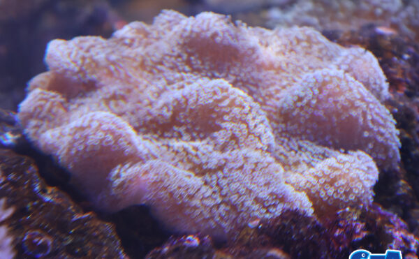 ヒラウネタケポリプ　メタグリーンM