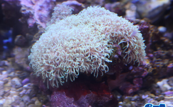 スターポリプ　ライトグリーンMS