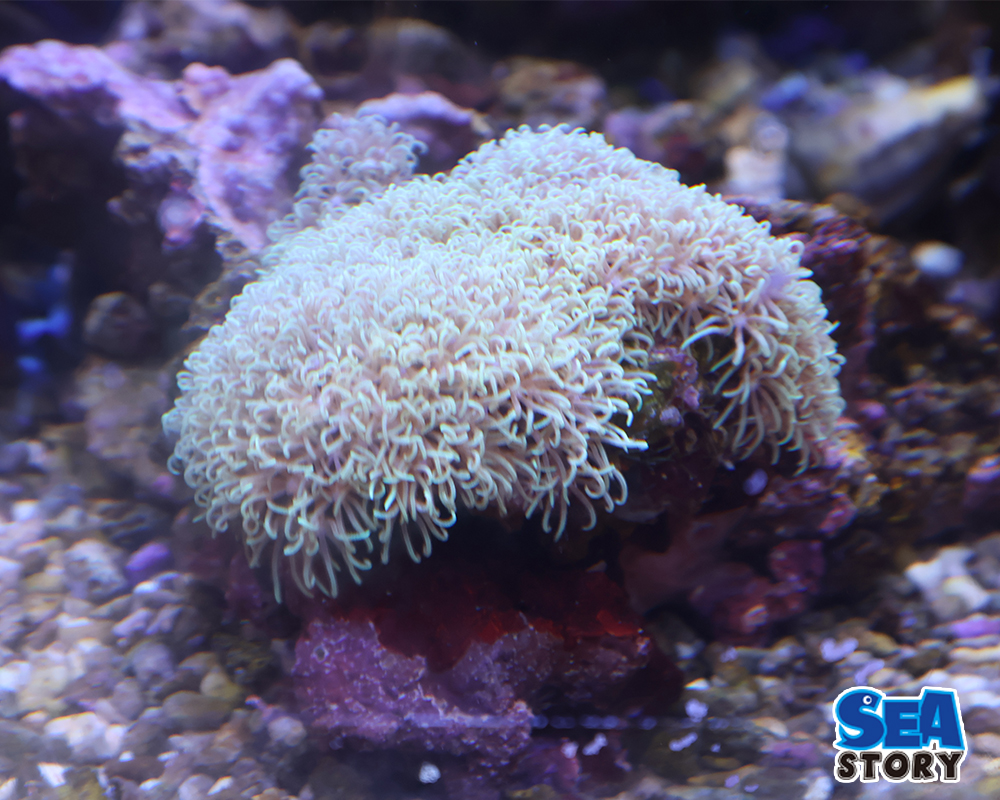 スターポリプ　ライトグリーンMS