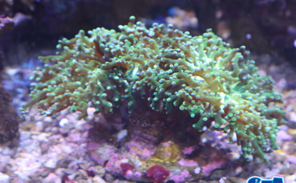 タコアシブランチ