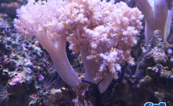 チヂミトサカ　うすパープルL