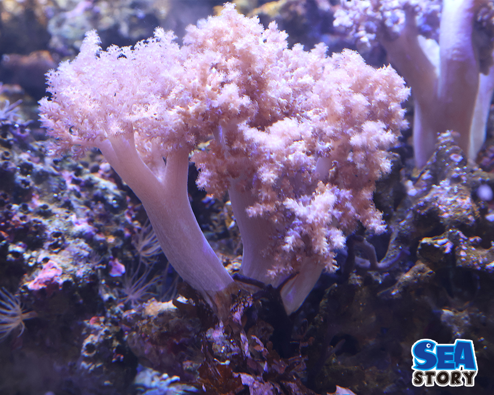 チヂミトサカ　うすパープルL