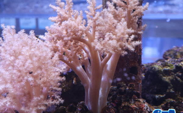 チヂミトサカ　うすパープルL2