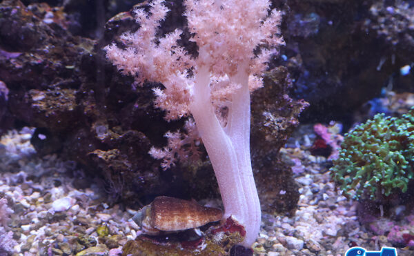 チヂミトサカ　うすパープルM