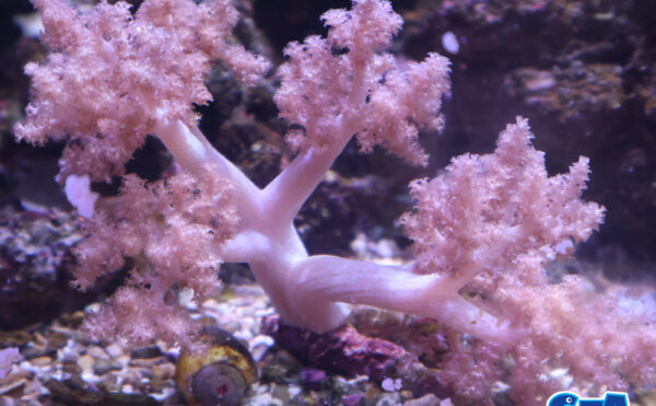 チヂミトサカ　うすパープルS