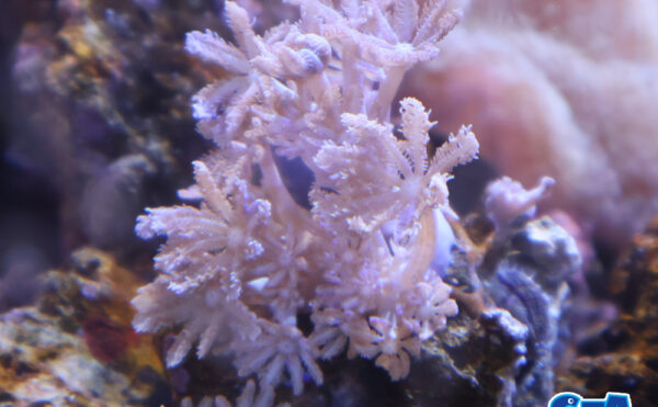 ウミアザミ　ピュアホワイト