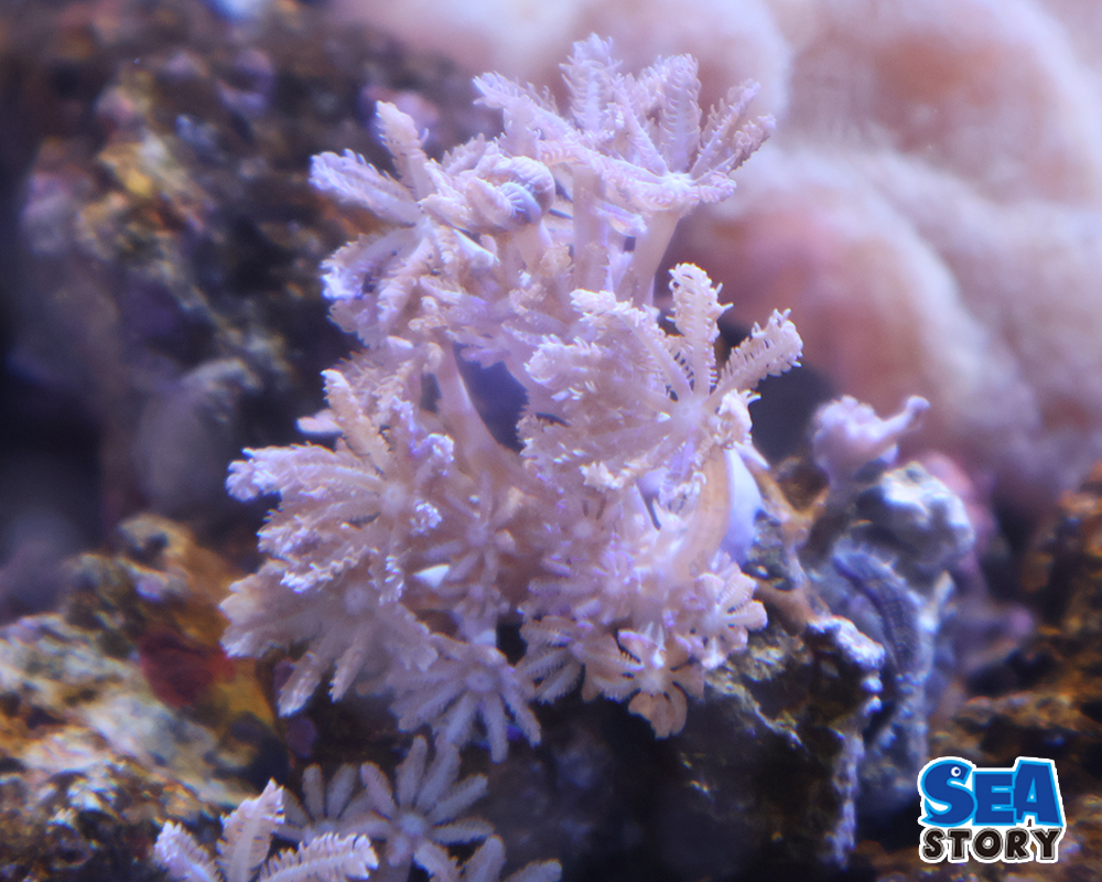 ウミアザミ　ピュアホワイト