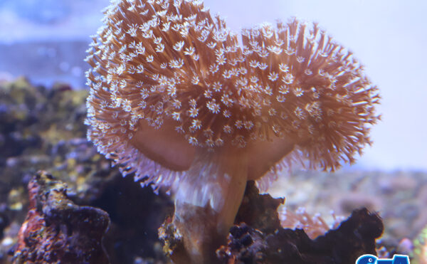 ウミキノコ　MS