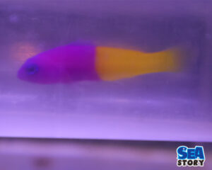 バイカラードティーバック