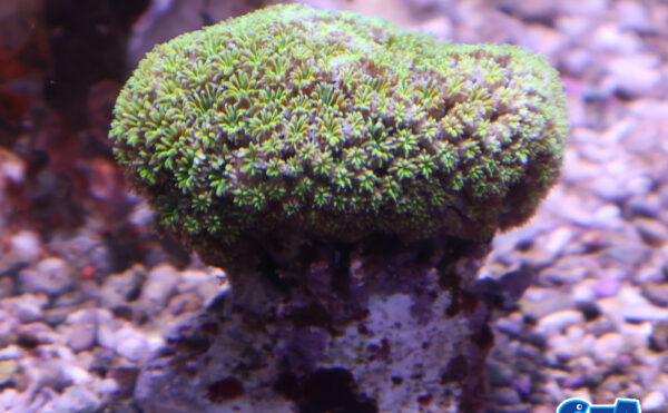 アザミサンゴ　2