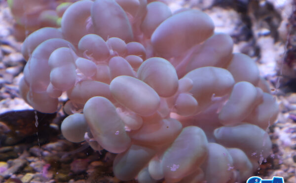 バブルコーラル　1