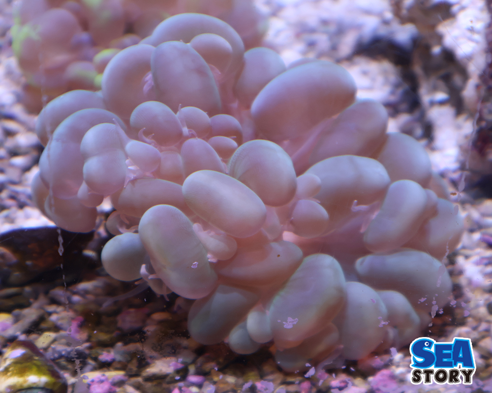 バブルコーラル　1