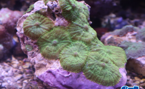 ディスクコーラル