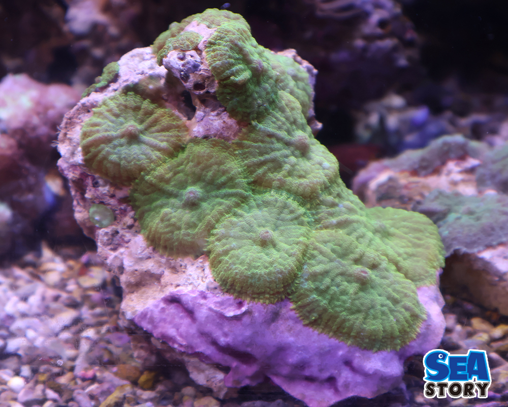 ディスクコーラル