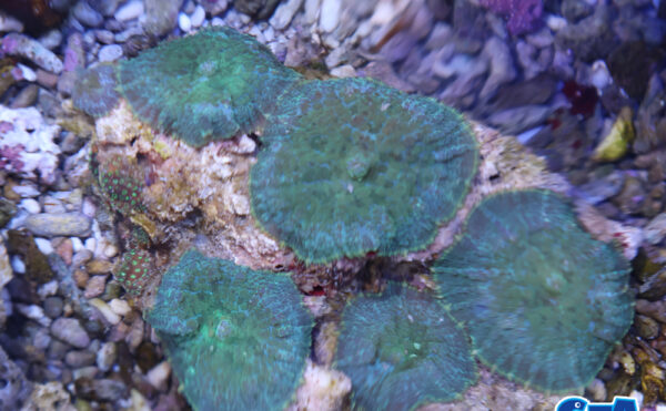 ディスクコーラル　グリーン2