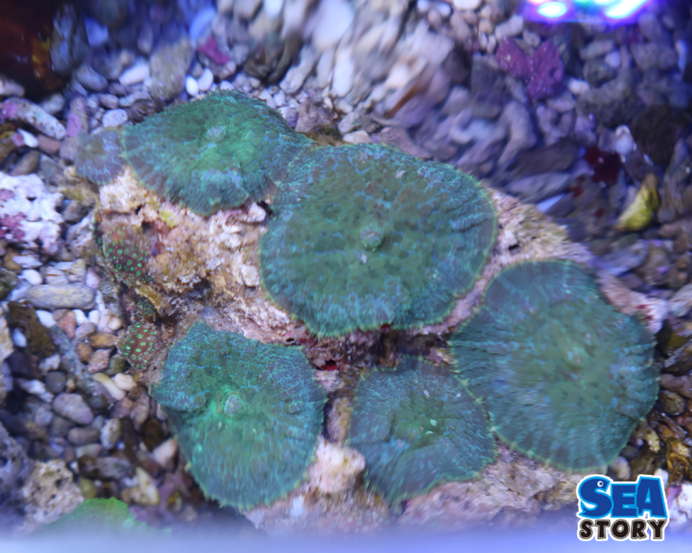 ディスクコーラル　グリーン2