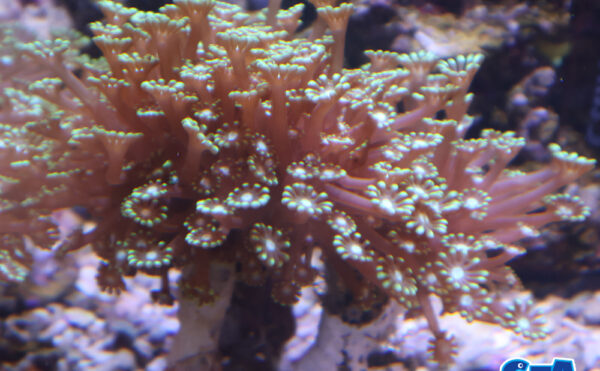 エダアワサンゴ　グリーン1