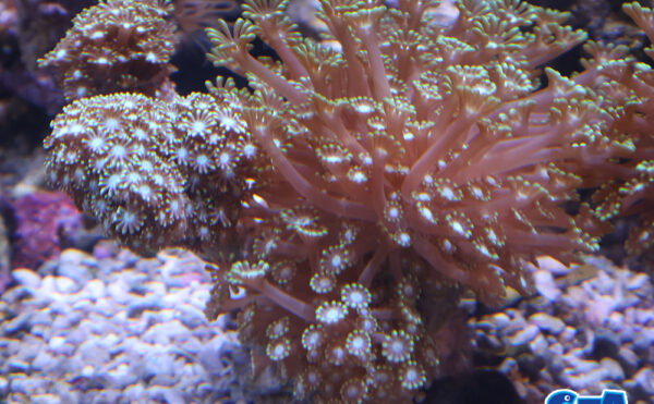 エダアワサンゴ　グリーン2