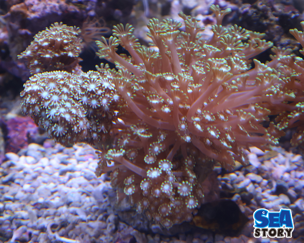 エダアワサンゴ　グリーン2