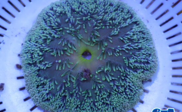 ハタゴイソギンチャク