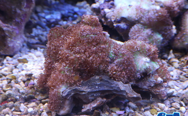 ヘアリーディスク　1