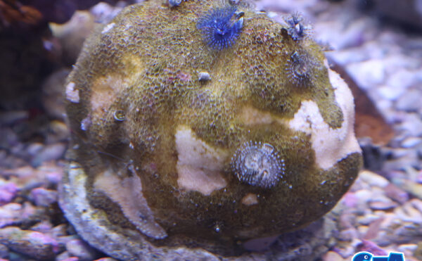 イバラカンザシ