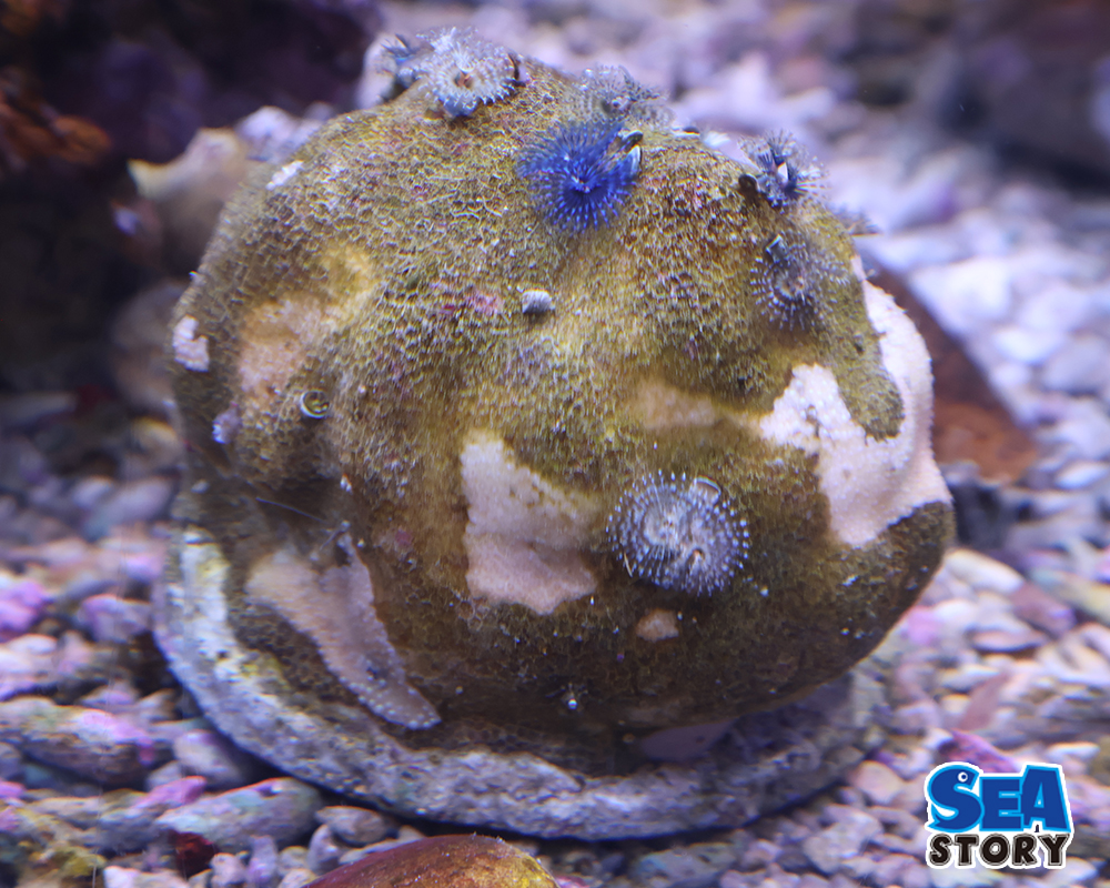 イバラカンザシ