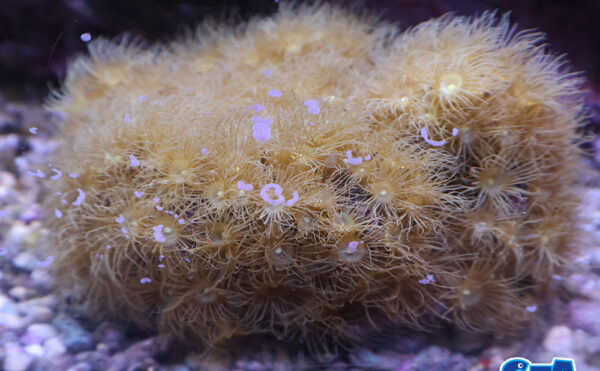 イエローポリプ　1